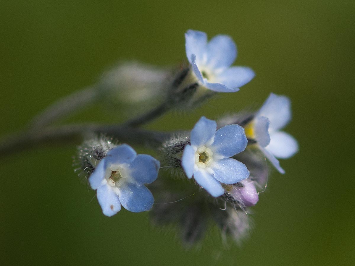 Blüten nah